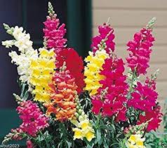 Image result for Antirrhinum majus maximum
