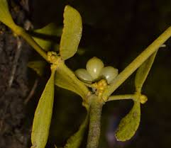 Attēlu rezultāti vaicājumam “Viscum album female flower”