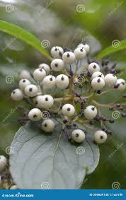 Attēlu rezultāti vaicājumam “Cornus sericea fruit”