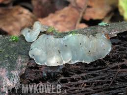 Attēlu rezultāti vaicājumam “Exidia cartilaginea”