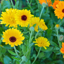 Attēlu rezultāti vaicājumam “Calendula officinalis flower”