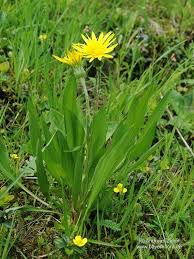 Attēlu rezultāti vaicājumam “Scorzonera humilis bud”