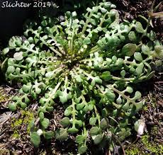 Attēlu rezultāti vaicājumam “Teesdalia nudicaulis”