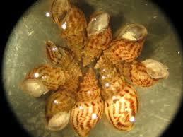 Attēlu rezultāti vaicājumam “Scapania apiculata”