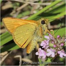 Attēlu rezultāti vaicājumam “Ochlodes sylvanus female”