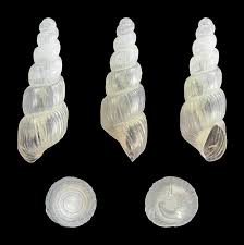 Attēlu rezultāti vaicājumam “Mucronella subtilis”