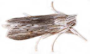 Attēlu rezultāti vaicājumam “Cucullia umbratica”