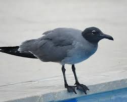 Attēlu rezultāti vaicājumam “Fuligo laevis”