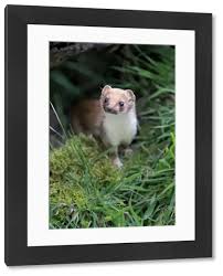 Attēlu rezultāti vaicājumam “Mustela erminea adult”