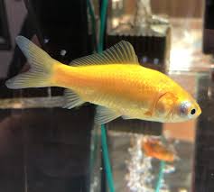 Image result for 出目金