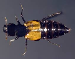 Attēlu rezultāti vaicājumam “Oxyporus”