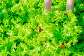 Image result for Pflücksalat