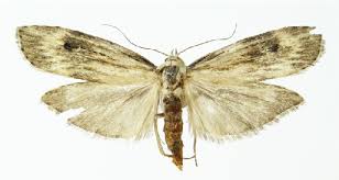 Attēlu rezultāti vaicājumam “Apomyelois bistriatella”