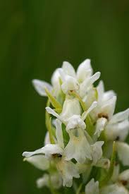 Attēlu rezultāti vaicājumam “Dactylorhiza ochroleuca”
