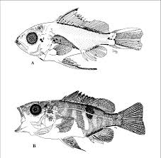 Image result for Lutjanus campechanus