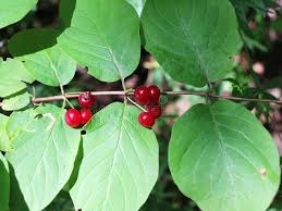 Attēlu rezultāti vaicājumam “Lonicera xylosteum fruit”