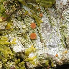 Attēlu rezultāti vaicājumam “Bacidia rubella”