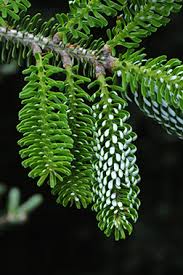 Attēlu rezultāti vaicājumam “Abies koreana”