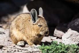 Image result for viscacha