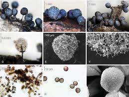 Attēlu rezultāti vaicājumam “Lamproderma arcyrioides stalked”