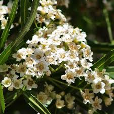 Attēlu rezultāti vaicājumam “Lycogala roseosporum sessile”