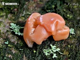 Attēlu rezultāti vaicājumam “Craterocolla cerasi”