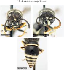 Attēlu rezultāti vaicājumam “Ancistrocerus sp.”