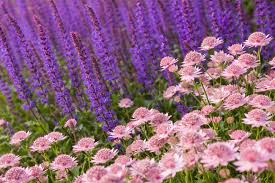 Attēlu rezultāti vaicājumam “Salvia nemorosa fruit”