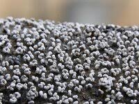 Attēlu rezultāti vaicājumam “Physarum compressum”