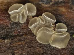 Attēlu rezultāti vaicājumam “Mollisia uda”