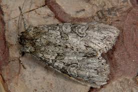 Attēlu rezultāti vaicājumam “Polia nebulosa”