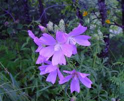 Image result for Malva alcea