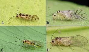 Attēlu rezultāti vaicājumam “Psocoptera”