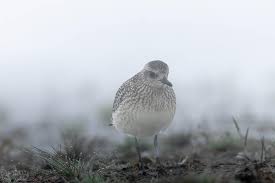 Attēlu rezultāti vaicājumam “Pluvialis squatarola”