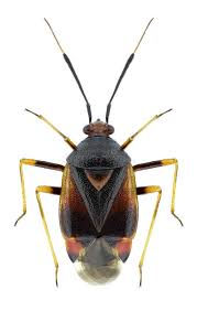 Attēlu rezultāti vaicājumam “Deraeocoris ruber”