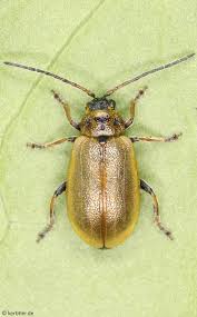 Attēlu rezultāti vaicājumam “Lochmaea caprea”