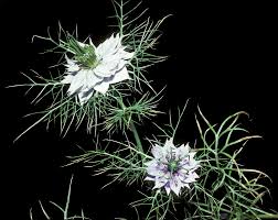 Image result for Nigella damascena