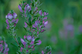 Attēlu rezultāti vaicājumam “Ononis arvensis”