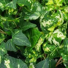 Attēlu rezultāti vaicājumam “Hedera helix  leaf”