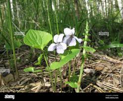 Attēlu rezultāti vaicājumam “Viola epipsila flower”
