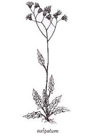 Attēlu rezultāti vaicājumam “Hieracium vulgatum”