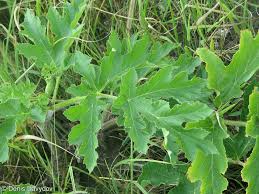 Attēlu rezultāti vaicājumam “Heracleum sphondylium subsp. sibiricum”