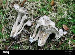 Attēlu rezultāti vaicājumam “Pseudocraterellus”