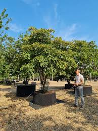 Attēlu rezultāti vaicājumam “Aesculus flava”