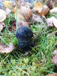 Attēlu rezultāti vaicājumam “Leccinum melaneum”