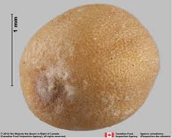 Attēlu rezultāti vaicājumam “Sinapis alba fruit”