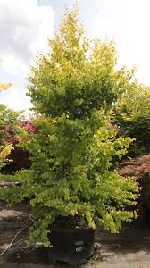 Attēlu rezultāti vaicājumam “Cercidiphyllum japonicum”