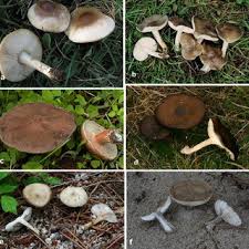 Image result for Melanoleuca rasilis var. pseudoluscina