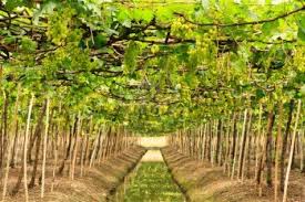 Grape Garden Royalty Free Stock Photo, Pictures, Images And Stock ... - 11539519-grape-garden