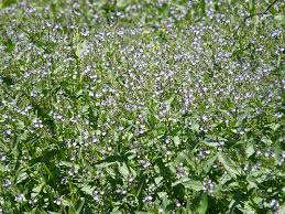 Attēlu rezultāti vaicājumam “Veronica anagallis-aquatica leaf”